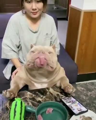 Puppy