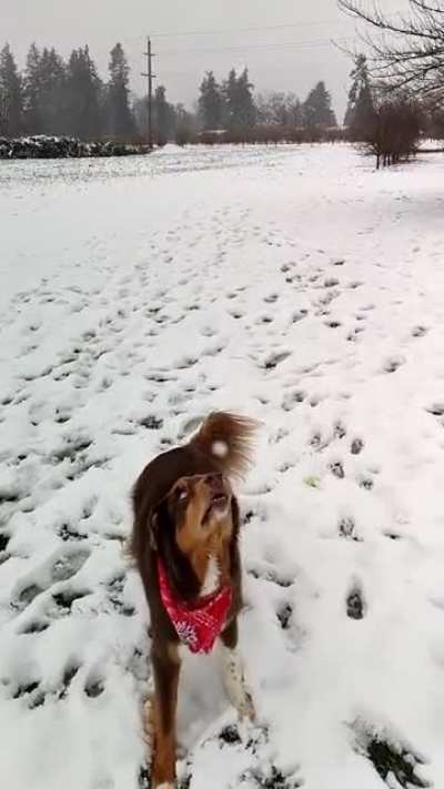 Snowballs &amp;gt; tennis balls