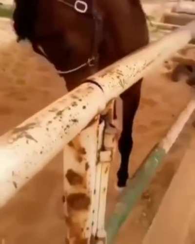 Horse isn't happy when petting stops