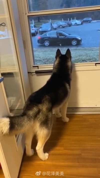 That tail droop when the doggo&rsquo;s date left