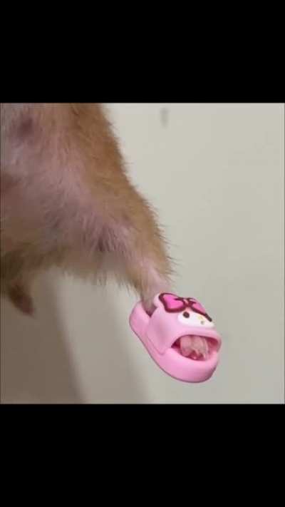 cute rat