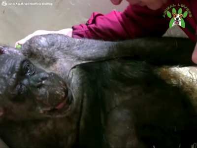 This 59-year-old chimpanzee was refusing food and ready to die; until she has the last visit from an old friend