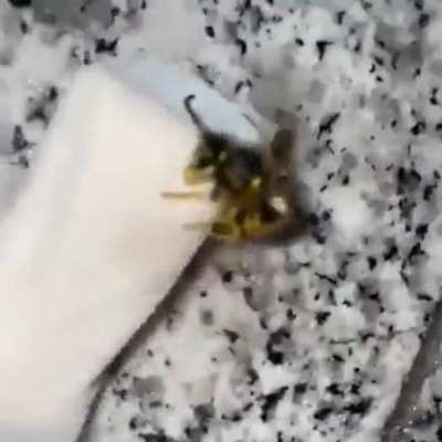 Roach