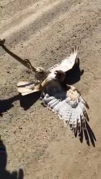 Bird got snake then snake got bird