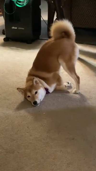 ~Just Shiba things~