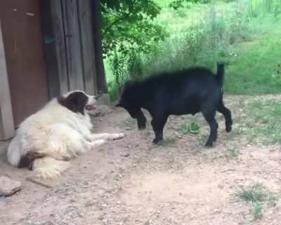 to charge the dog
