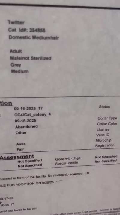‼️URGENT &amp;gt;&amp;gt; TWITTER &amp;gt;&amp;gt; Abandoned (dumped after hours at the shelter) &amp;gt;&amp;gt; sweet &amp;gt;&amp;gt; but at risk due to length of time at the shelter &amp;gt;&amp;gt; Apple Valley Animal Shelter, San Bernardino County, CA