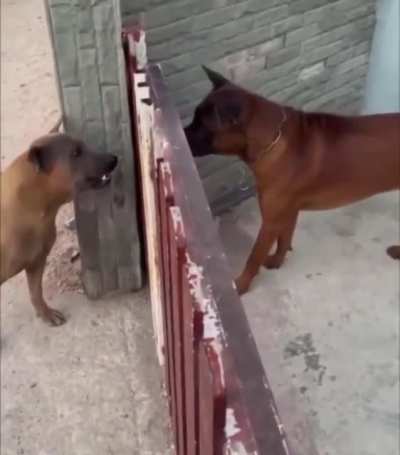 No fight thug dog scene&hellip;