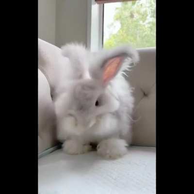 fluffy bun