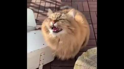 Cat won't start