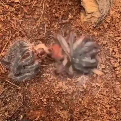 Thanks I hate thrashing spiders