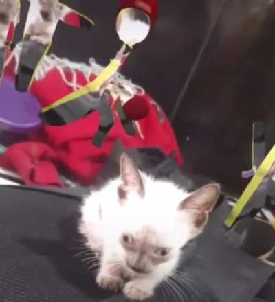 moldy cat