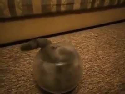 Liquid cat potion