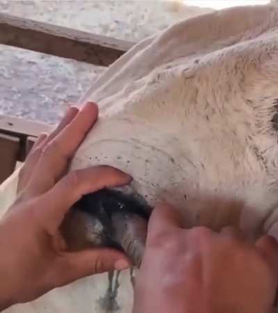 Saving a bull from a slow painful death