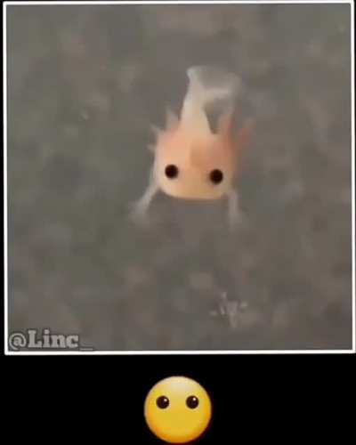 😶