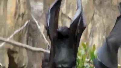 Thanks, I hate bats peeing