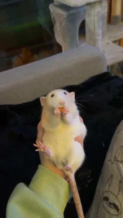 I just finished my night shifts so i&rsquo;m stuck awake all night. The rats love this. Here&rsquo;s a video of kika at 3am