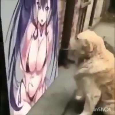 This dog knows what&rsquo;s up