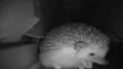 Blursed_Hedgehog