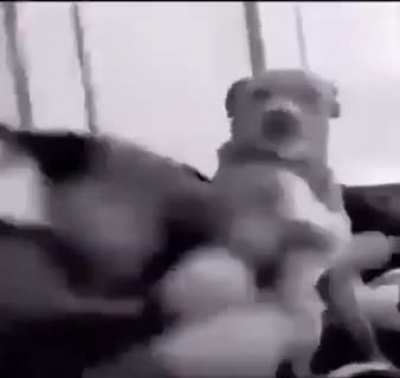 Don't underestimate animal! lol that's instant karma