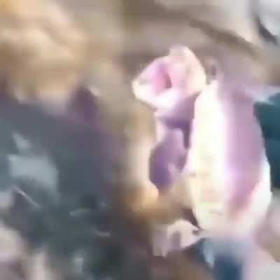 turdtle