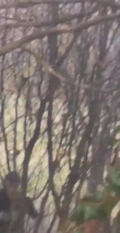a wild ivan attack