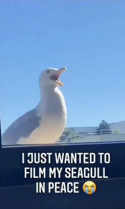 Seagull vs. Cat