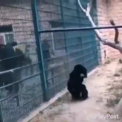 O macaco que n&atilde;o gosta de ser observado