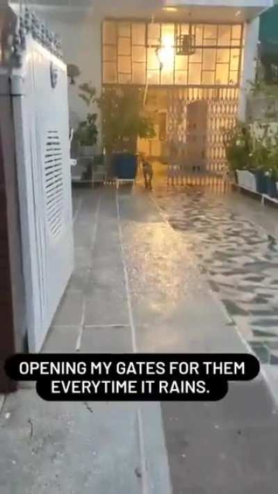 Woman let&rsquo;s all the stray dogs stay in her house when it rains