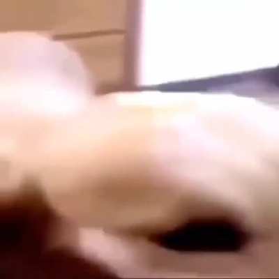 Perro mantequilla