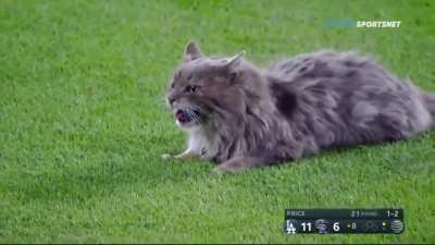 Cat gives zero fucks about ballgame. (Listen to the crowd for lulz though)