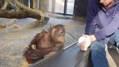 Ape magic trick 🦧