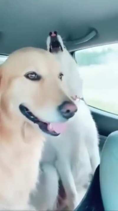 loud husky noises