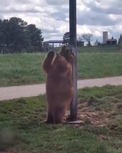 Chonk Scratching It&rsquo;s Back With a Pole