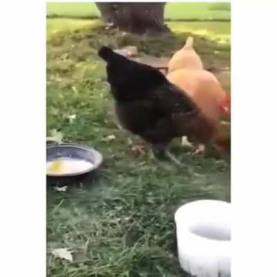Oh chicken