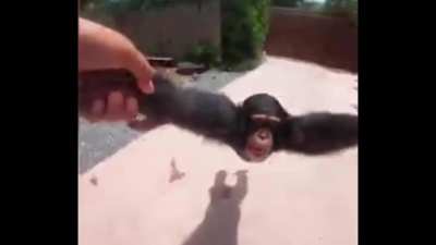 When it&rsquo;s monkey Monday