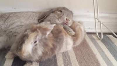 A flop, a tight fit, a rabbit pile, a giant bun and a tiny one, and most importantly true rabbit love.