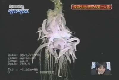 Filmed almost 800 meters deep in the waters of Japana species of Siphonophore makes you question ever swimming again