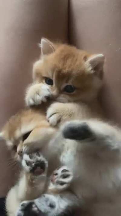 😻😻