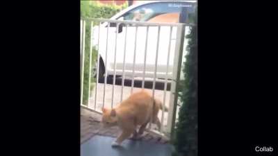 Poor cat