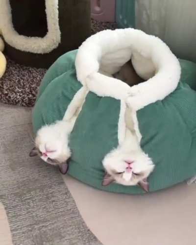 Today they decided to have a good rest.