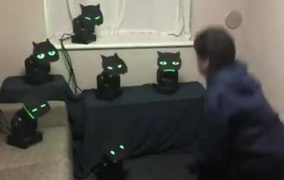 This cat robots. Their eyes glow red when you raise your hand