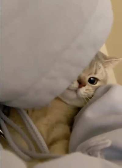look at this cutie kitty 🐈&zwj;⬛ 🐈