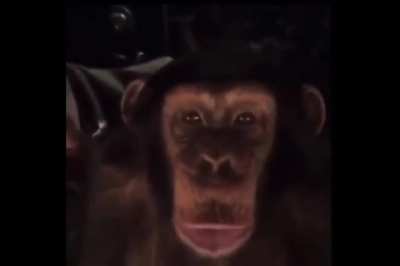 That's one hungry ass Chimp...