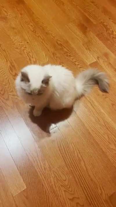 ⛄️Coconut&rsquo;s Christmas Countdown⛄️ Coconut is learning to pit Mom and Dad against each other&hellip;
