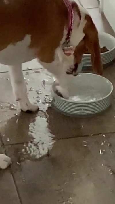 What&rsquo;s wrong with my dog