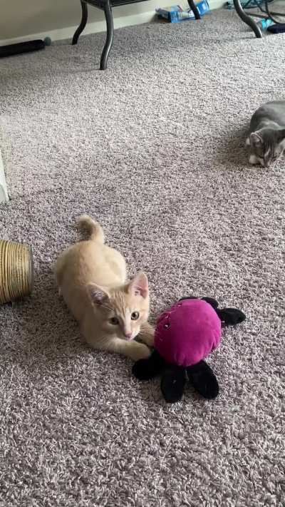 this has always been Monkey&rsquo;s favorite toy and he doesn&rsquo;t let anyone else touch it