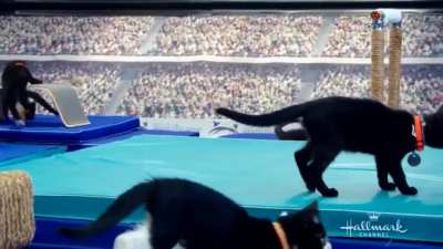 Olimp&iacute;adas dos gatos
