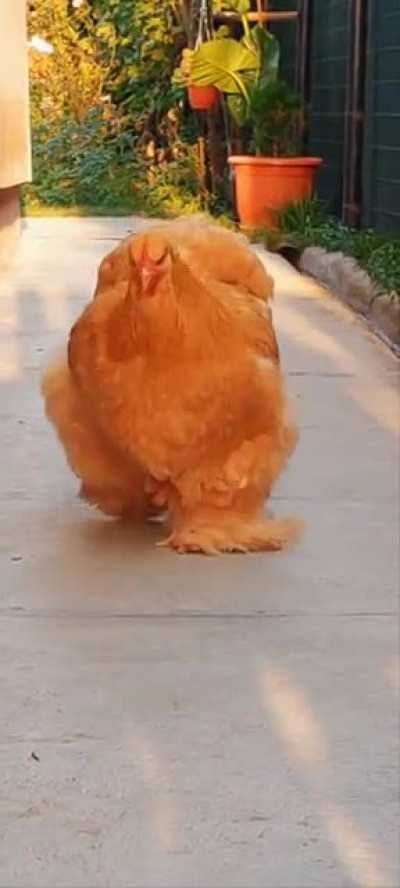Noice