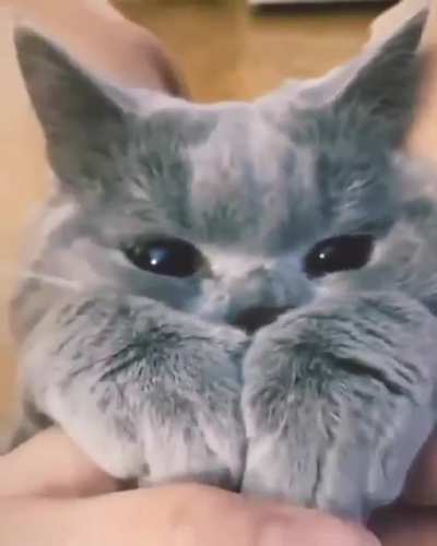 Cuddlebug